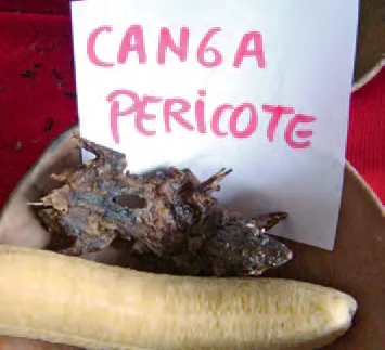 Canga de pecho blanco