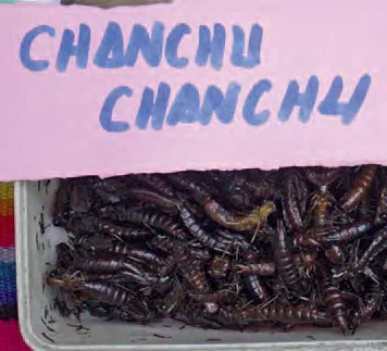 Chanchu chanchu