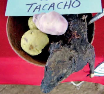 Cuche-aicha con tacacho