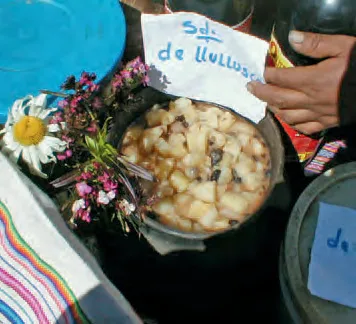 Segundo de llullucha picante